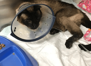 catcone Cat Wearing E-Collar: Animal Hospital in Dunedin