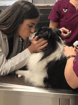 veterinarian kissing dog