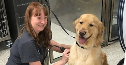 paws-and-claws-staff-dog-grooming Dog getting a haircut: Animal Hospital in Dunedin