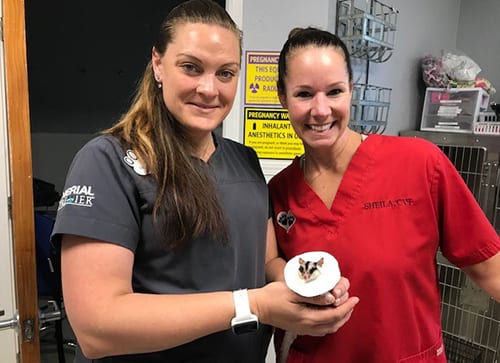 paws-and-claws-staff-with-pocket-pet Veterinarians Holding Pocket Pet: Exotic Pet Care in Dunedin