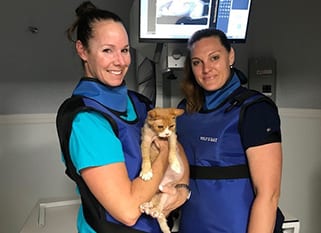 two vets with a cat