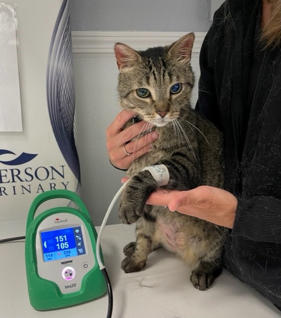 Cat getting its blood pressure taken