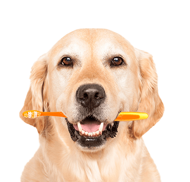 happy golden with toothbrush