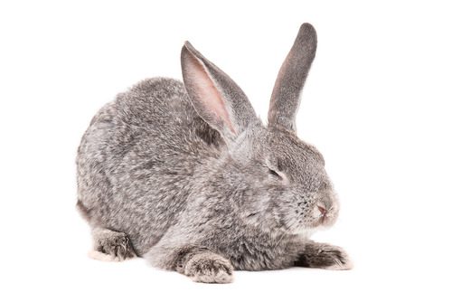 gray-rabbit-laying-down-with-eyes-closed