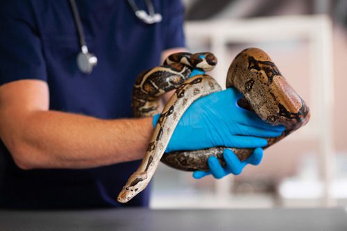 veterinarian-holding-pet-snake