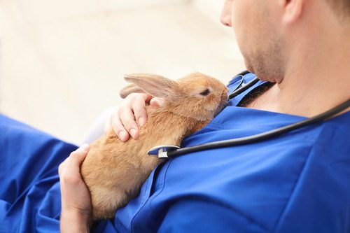 vet-holding-rabbit-at-clinic