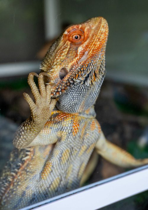 bearded-dragon-pressing-on-glass