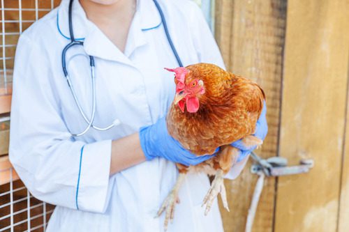 vet-holding-chicken-on-farm