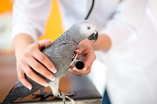 vet-using-stethoscope-on-bird-at-clinic