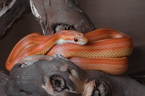 corn-snake-coiling-around-branch