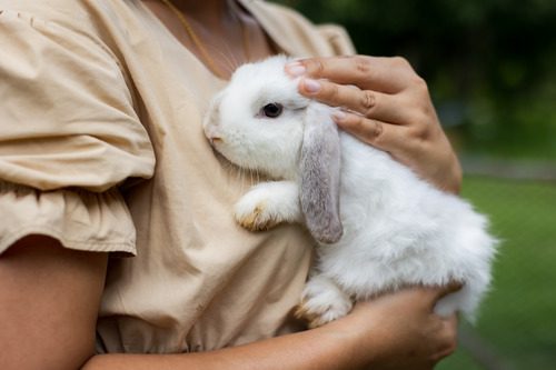 woman-holding-small-white-rabbit-in-her-arms