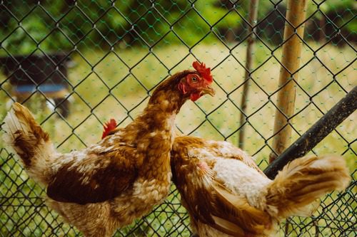brown-chickens-with-some-feather-loss