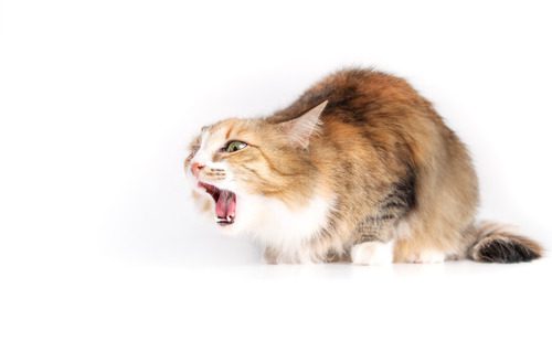 cat-coughing-on-a-white-background