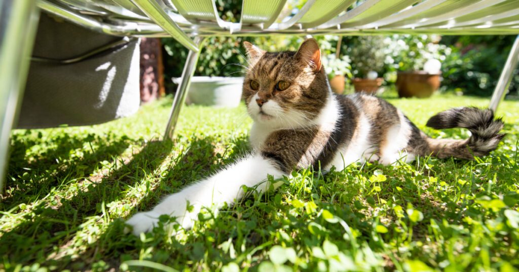 cat laying under lawn chair in the grass on a sunny day