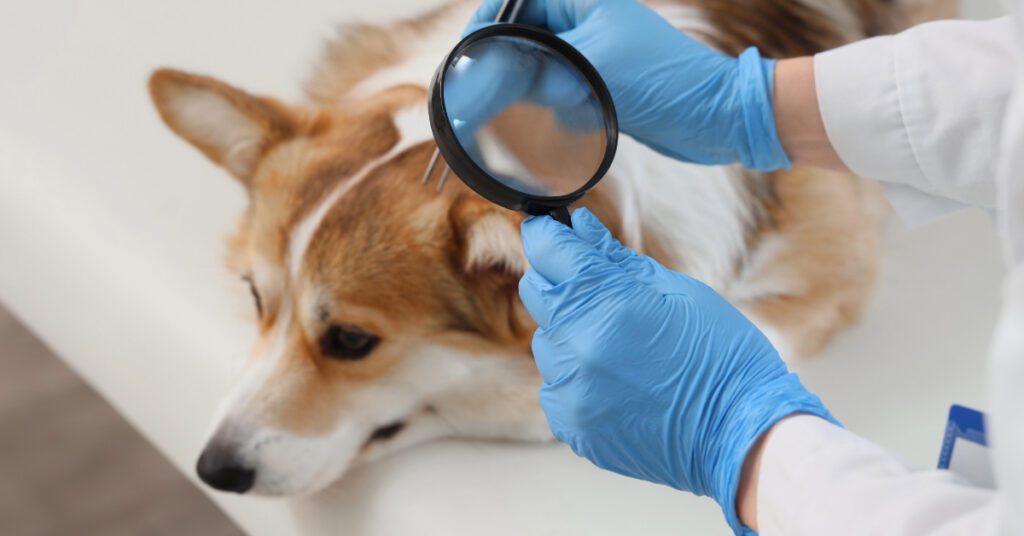 vet checking corgi dog for parasites at clinic