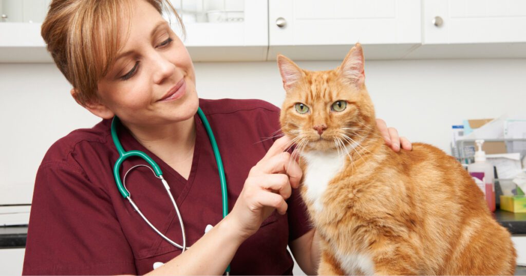 female vet examining orange and white cat at clinic as part of preventative care for pets