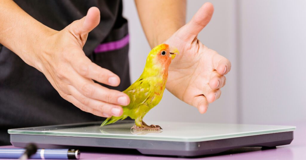 veterinarian weighing an exotic bird on a scale at the clinic
